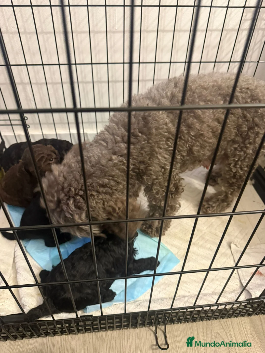 Caniche Toy perros en venta: Caniches toy  - Anuncio 9