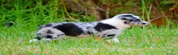 Border Collie perros en venta: camada de border collie  - Anuncio 32