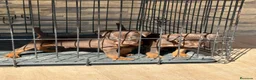 Terrier Alemán de Caza perros en venta: Cachorro chocolate Jagd terrier  - Anuncio 2