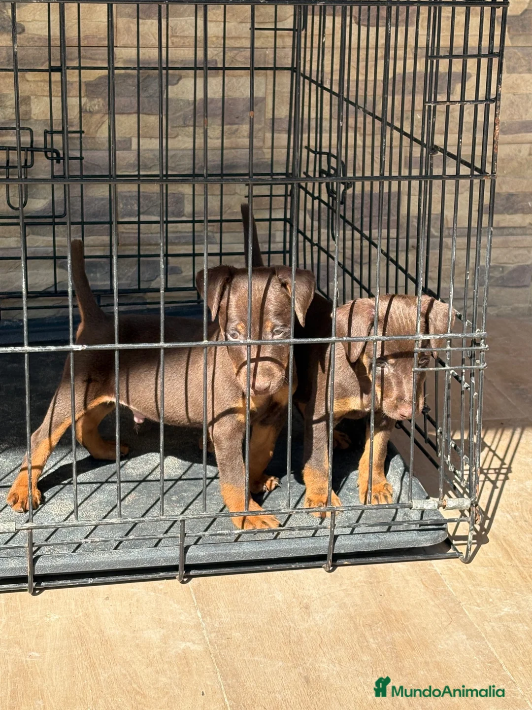 Terrier Alemán de Caza perros en venta: Cachorro chocolate Jagd terrier  - Anuncio 2