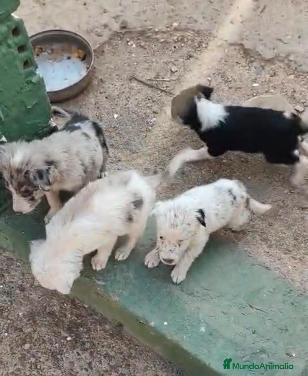 Border Collie perros en venta: Nueva camada border collie  - Imagen 6