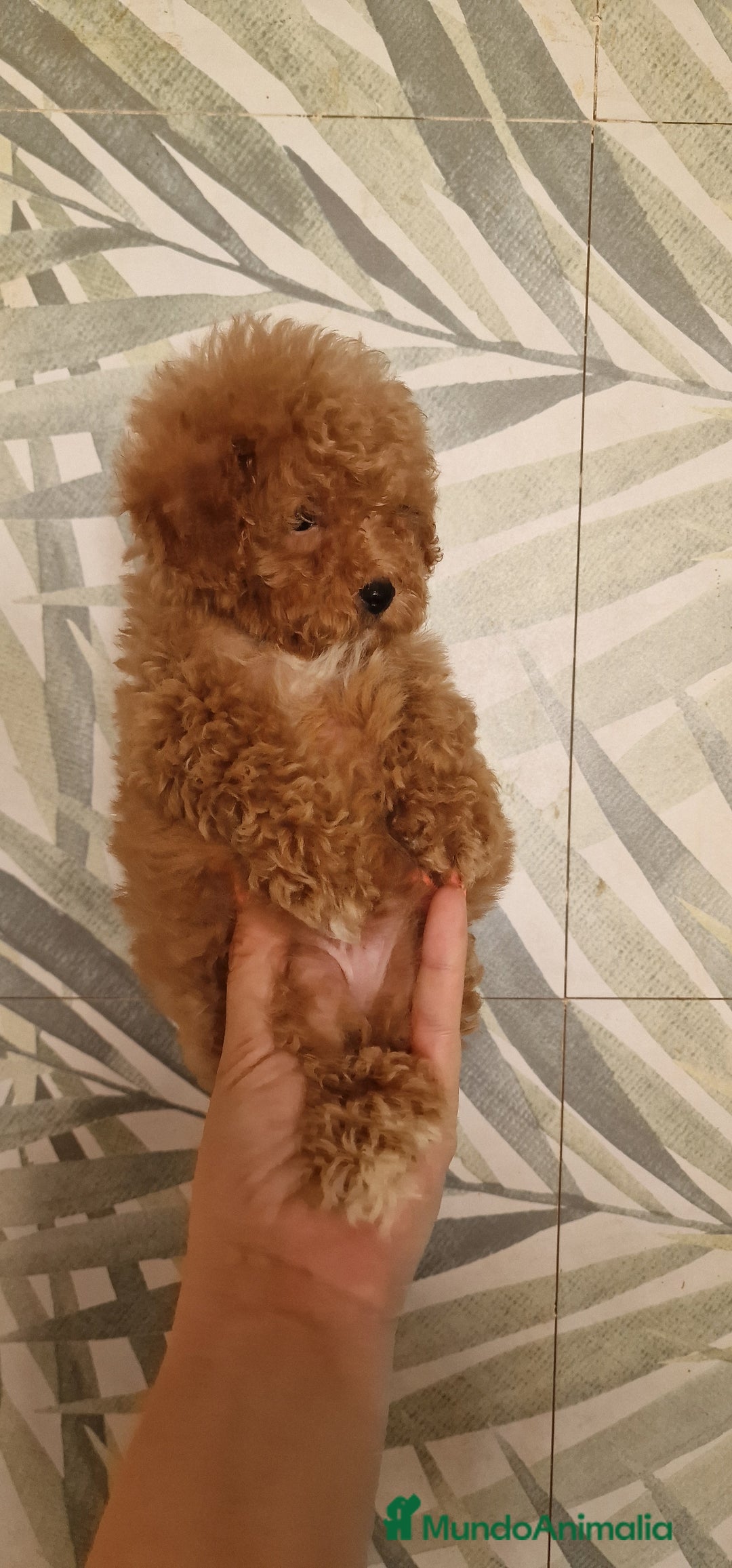 Caniche Toy perros en venta: MACHO CANICHE TOY  - Imagen 2