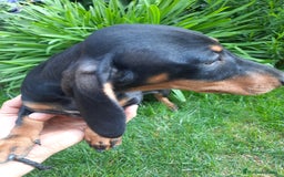 Teckel perros en venta: Teckel miniatura  - Imagen 2