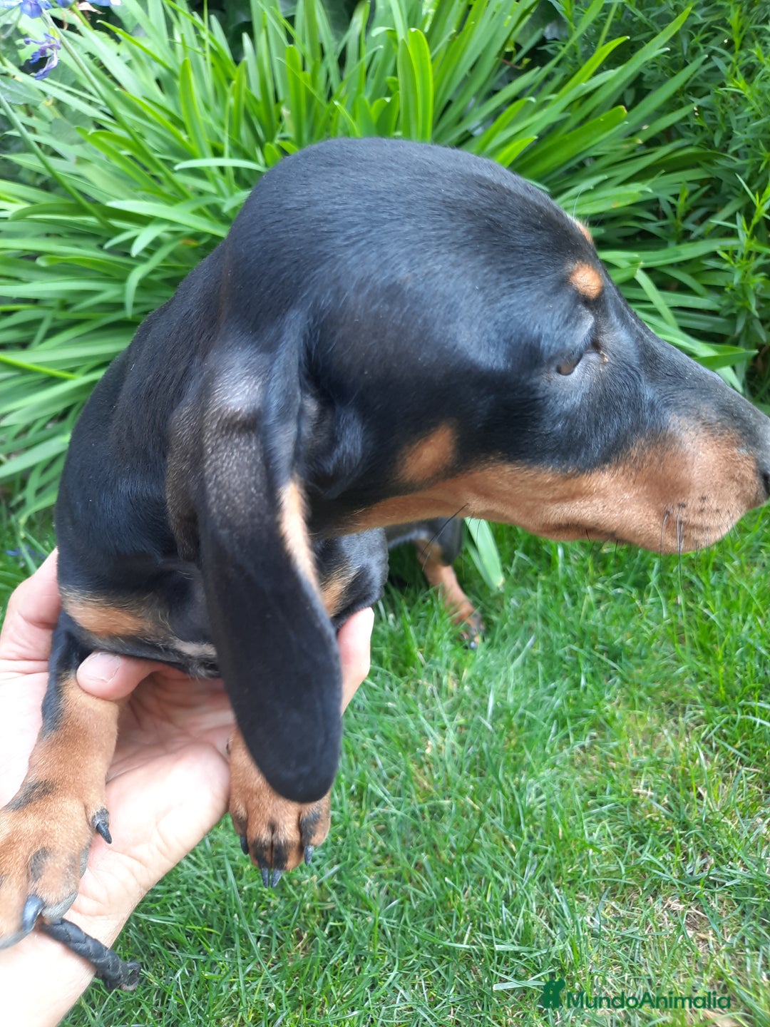 Teckel perros en venta: Teckel miniatura  - Imagen 2