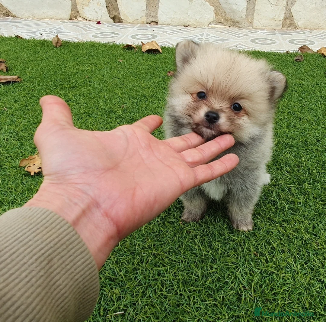 Pomerania perros en venta: Pomerania machito - Anuncio 2