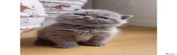 Británico de Pelo Corto gatos en venta: British shorthair - Anuncio 2