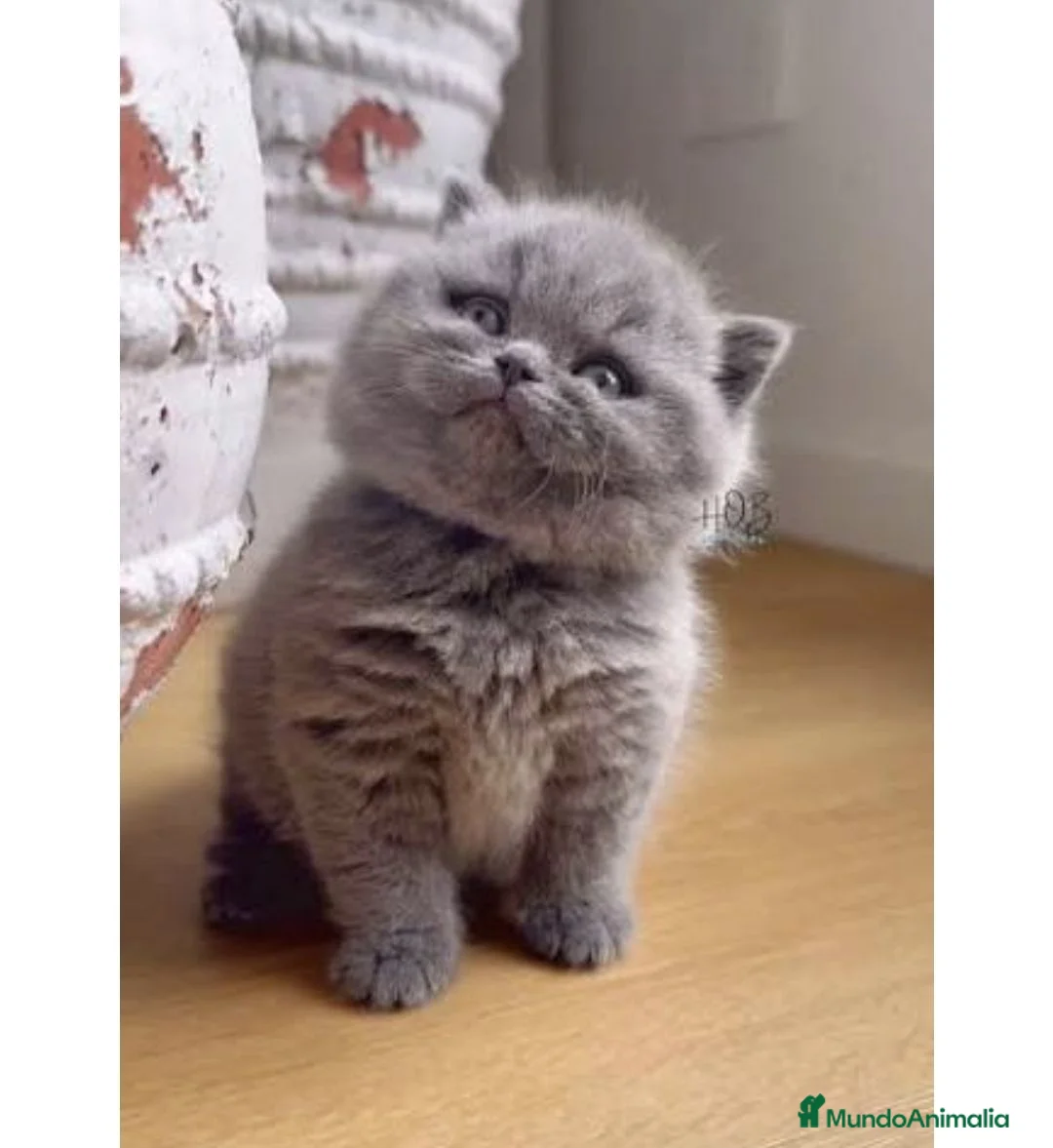 Británico de Pelo Corto gatos en venta: British shorthair - Anuncio 2