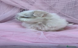 Bichón Maltés perros en venta: Coreano 💯 x 💯 Bichón maltes  - Anuncio 7