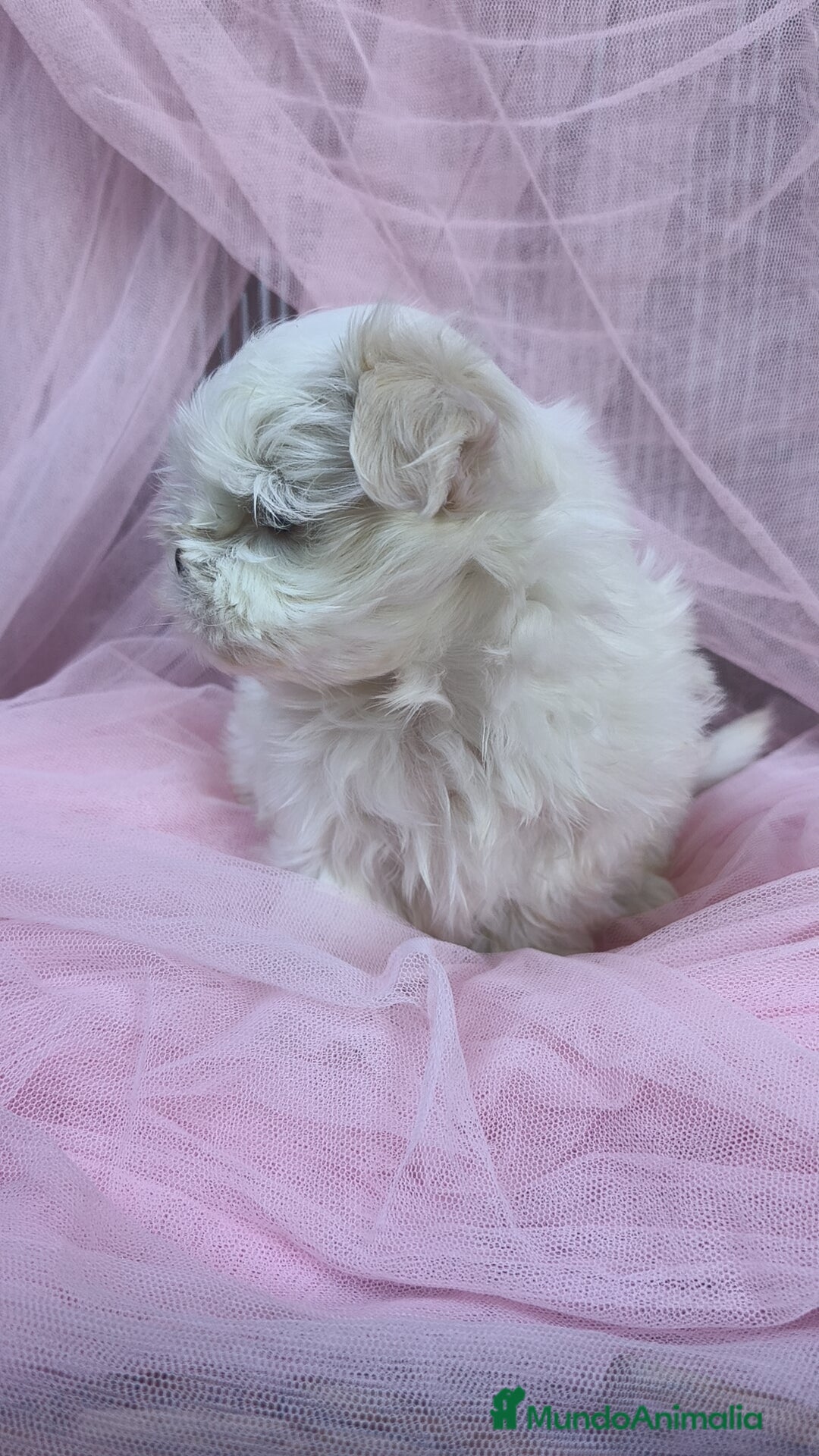 Bichón Maltés perros en venta: Coreano 💯 x 💯 Bichón maltes  - Anuncio 7