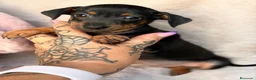 Pinscher Miniatura perros en venta: Hembra mini pinscher🐾🩷 - Anuncio 1
