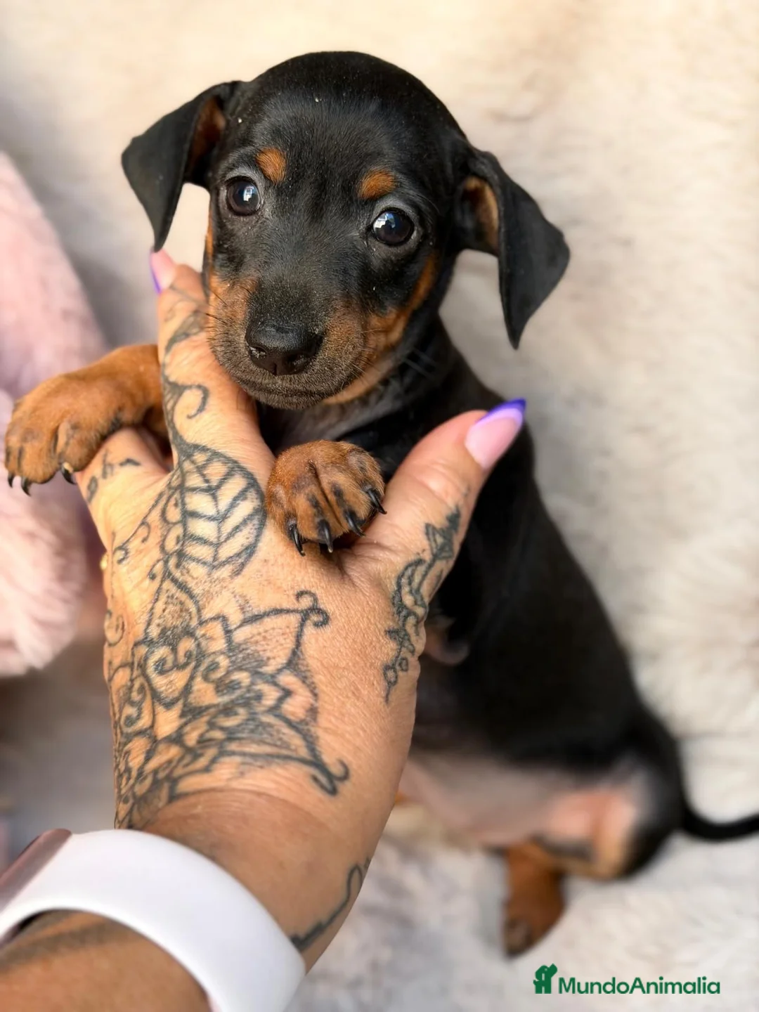 Pinscher Miniatura perros en venta: Hembra mini pinscher🐾🩷 - Anuncio 1