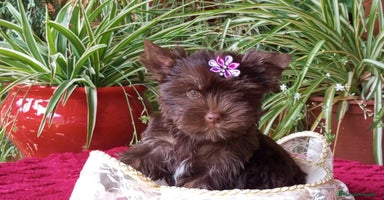 Yorkshire Terrier perros - Anuncio 10