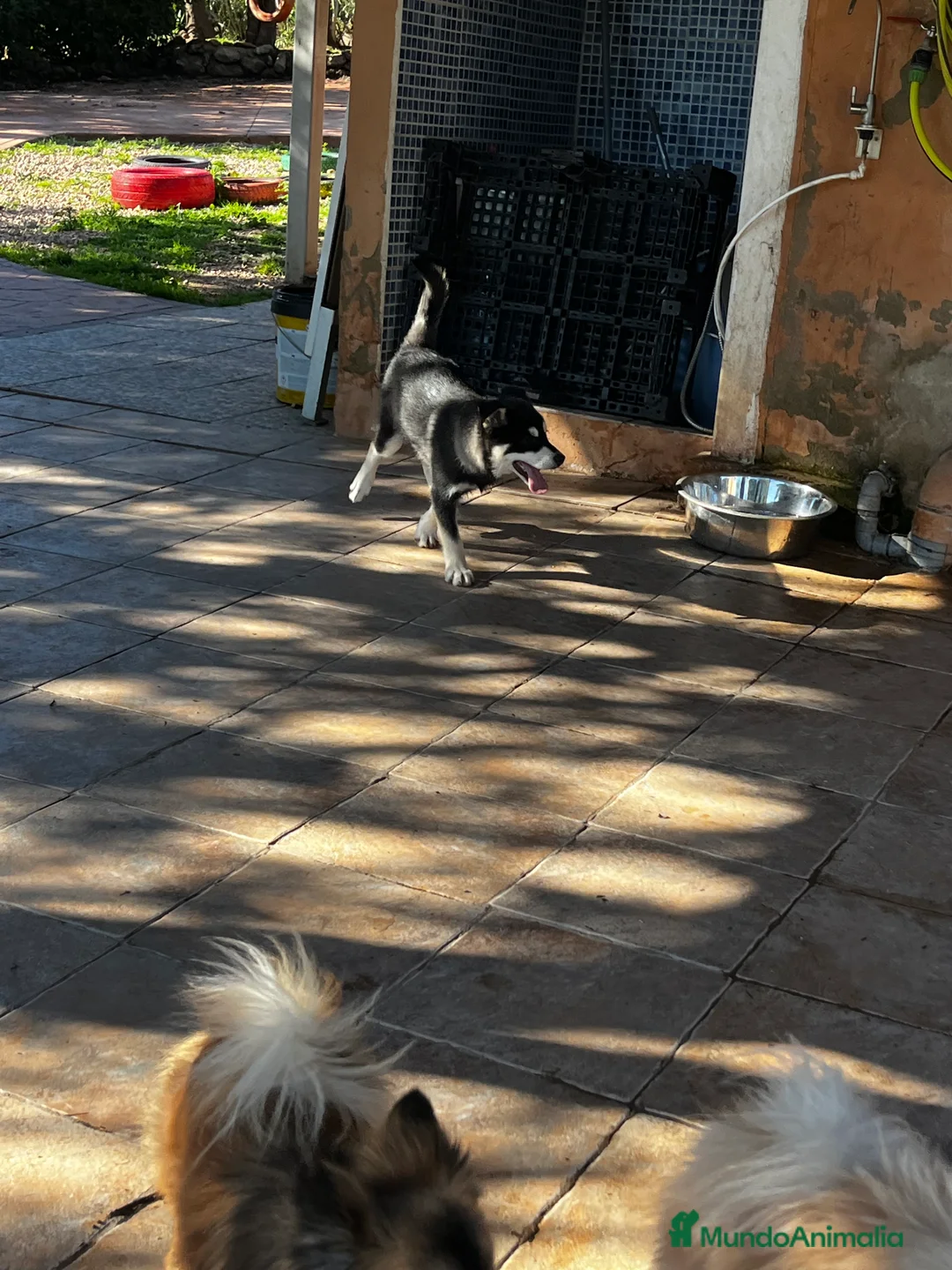 Pomsky perros en venta: Pomsky miniatura multigeneracional  - Anuncio 25