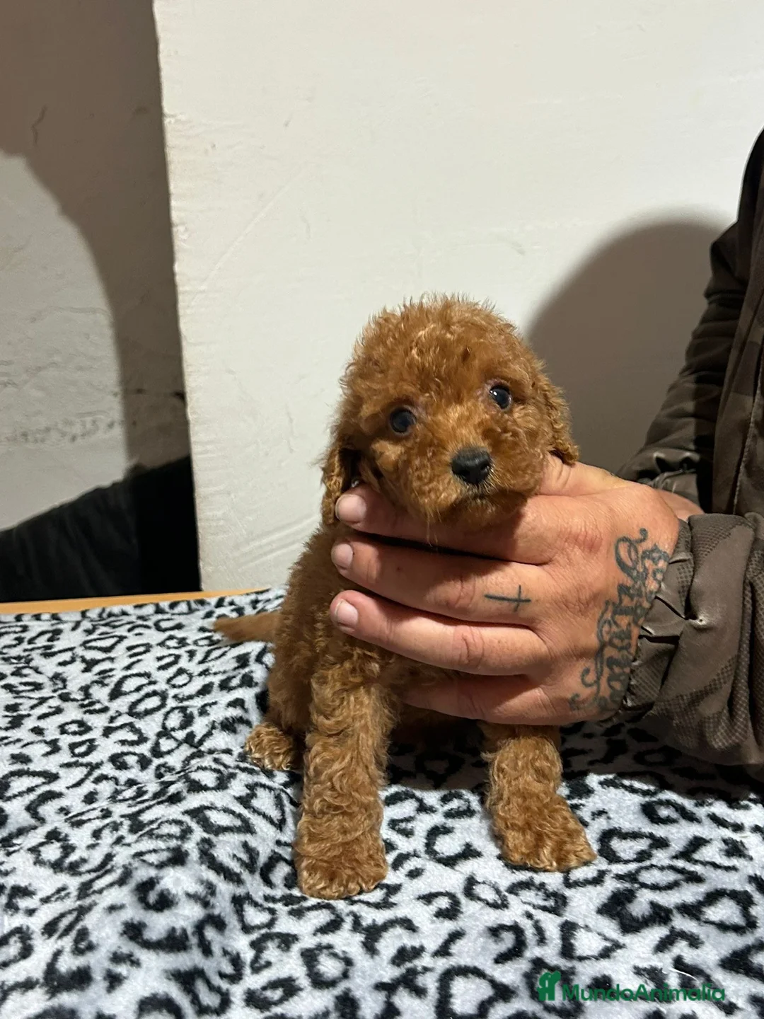 Caniche Toy perros en venta: Caniche toy - Anuncio 7