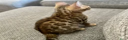 Bengalí gatos en venta: Gata Bengalí - Anuncio 5