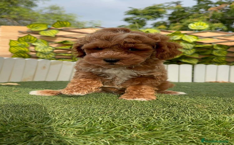 Caniche Toy perros - Anuncio 5