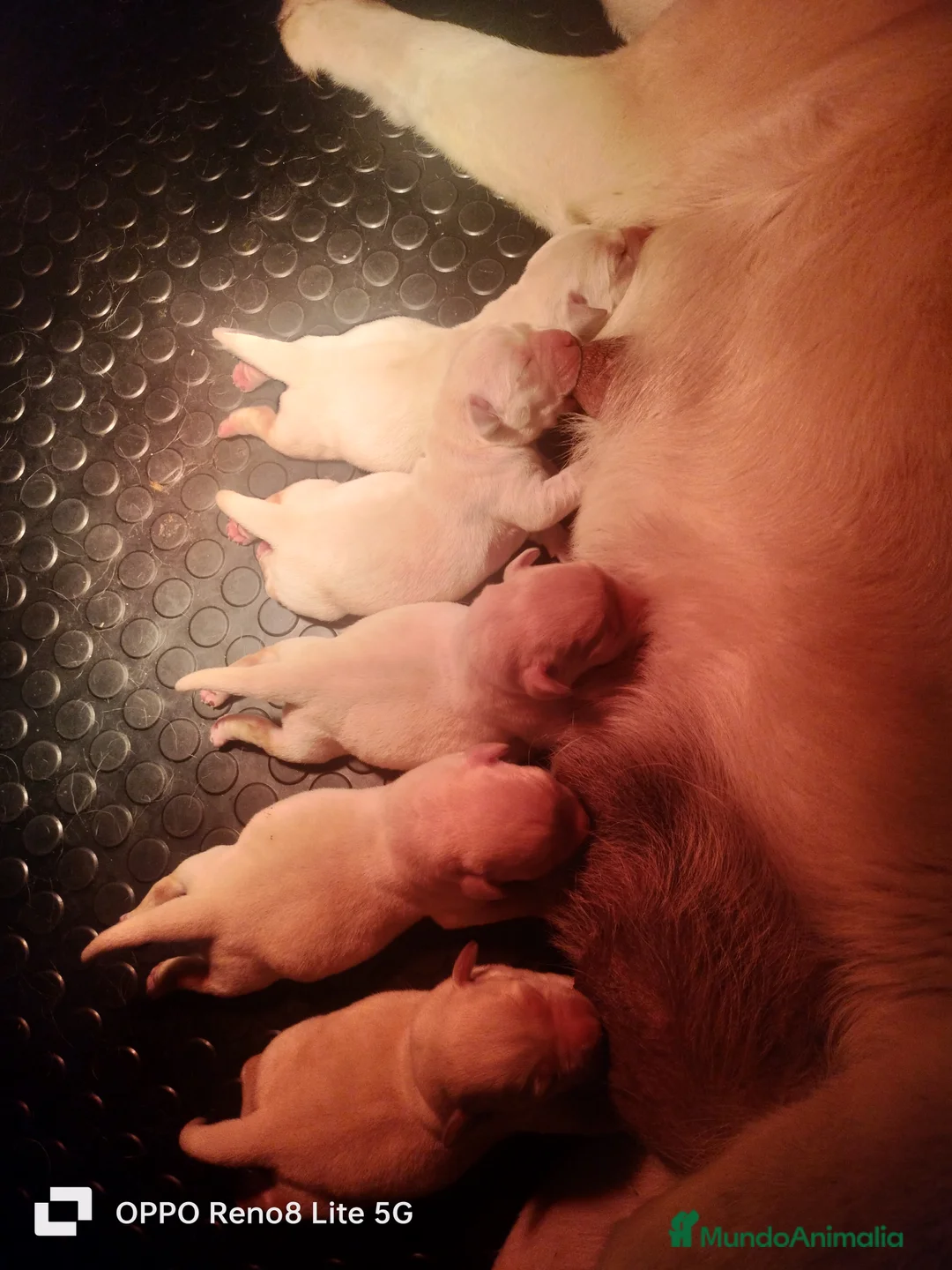 Labrador Retriever perros en venta: Cachorros de labrador retrievers  - Anuncio 2