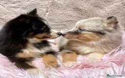Perro Pastor de las Shetland perros en venta: Shetland - Imagen 3