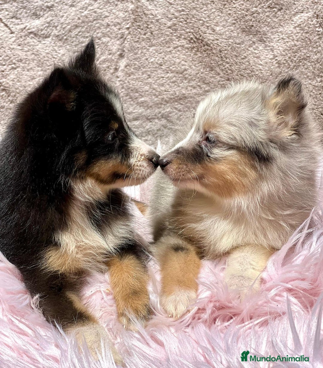 Perro Pastor de las Shetland perros en venta: Shetland - Imagen 3