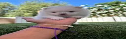 Pomerania perros en venta: POMERANIA - Anuncio 6