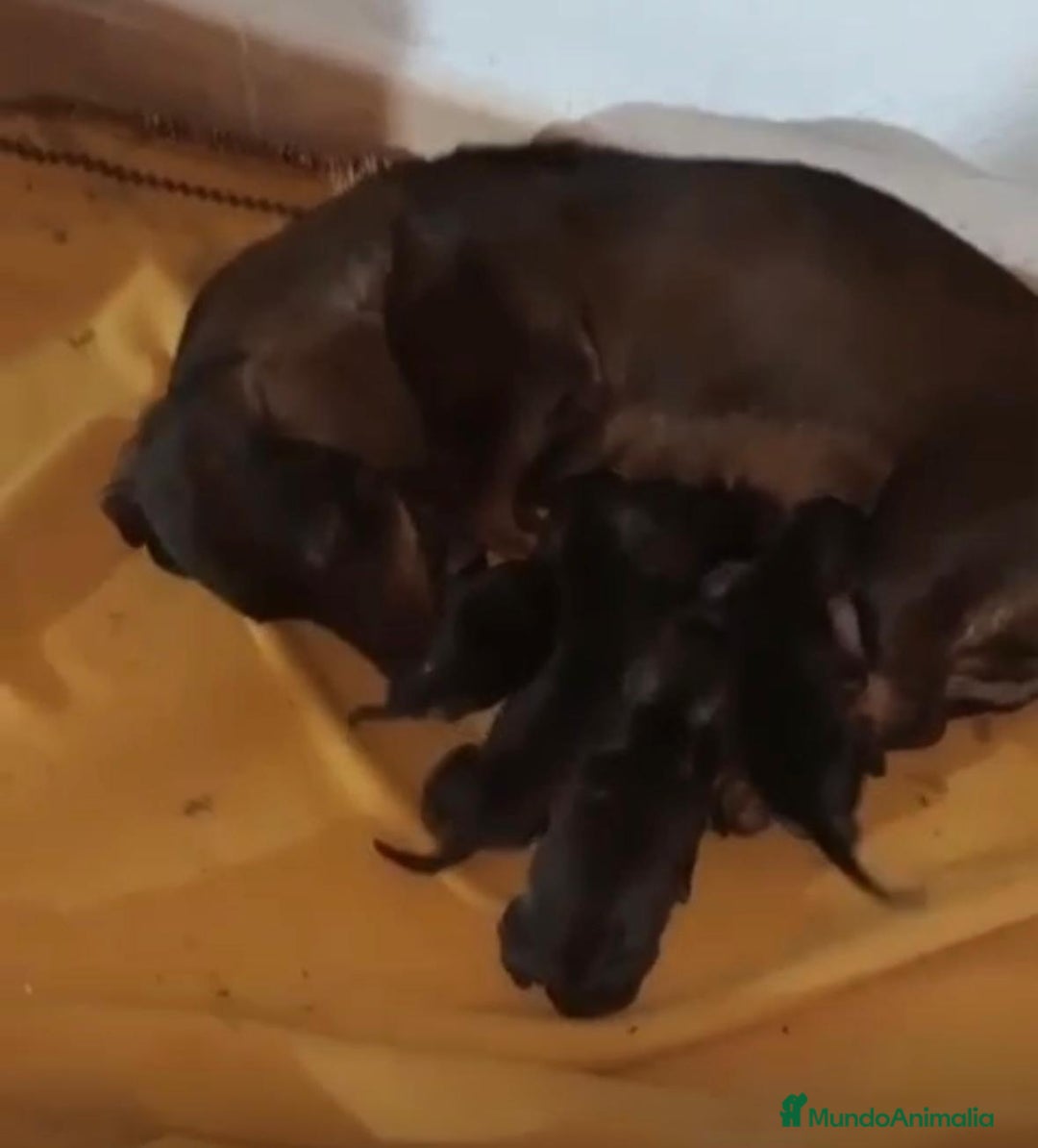 Teckel Miniatura perros en venta: Teckel kaninchen nueva camada - Anuncio 6