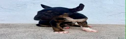 Bull Terrier Miniatura perros en venta: Bull terrier miniatura  - Anuncio 12