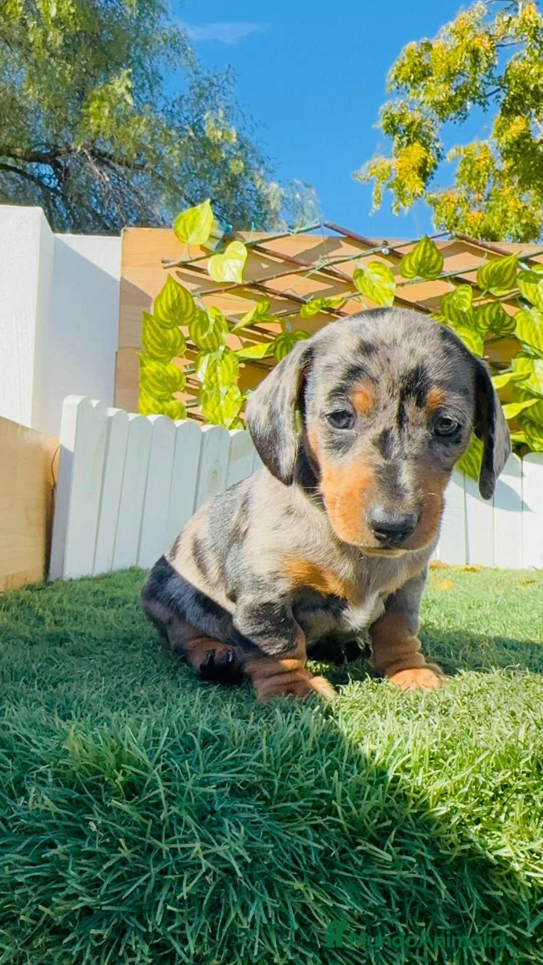 Teckel Miniatura perros en venta: TECKEL MINIATURA HEMBRA - Anuncio 10