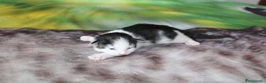 Hembra bosque de noruega negra tabby blotched con blanco