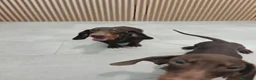 Teckel Miniatura perros en venta: Teckel Mini chocolate machos  - Anuncio 8