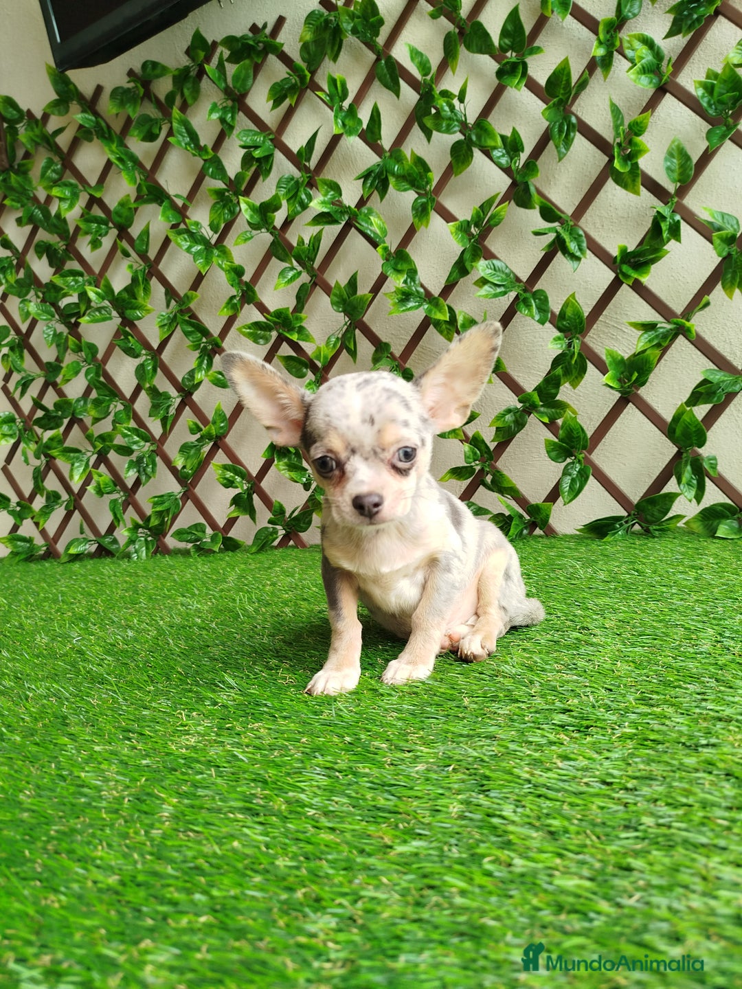 Chihuahua perros en venta: Chihuahua Toy  - Anuncio 2