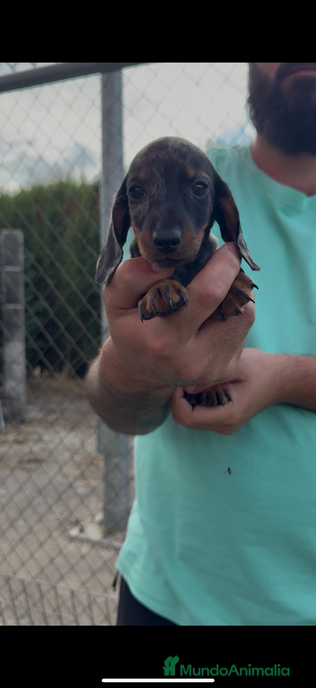 Teckel perros en venta: Espectaculares teckel kaninchen  - Imagen 3