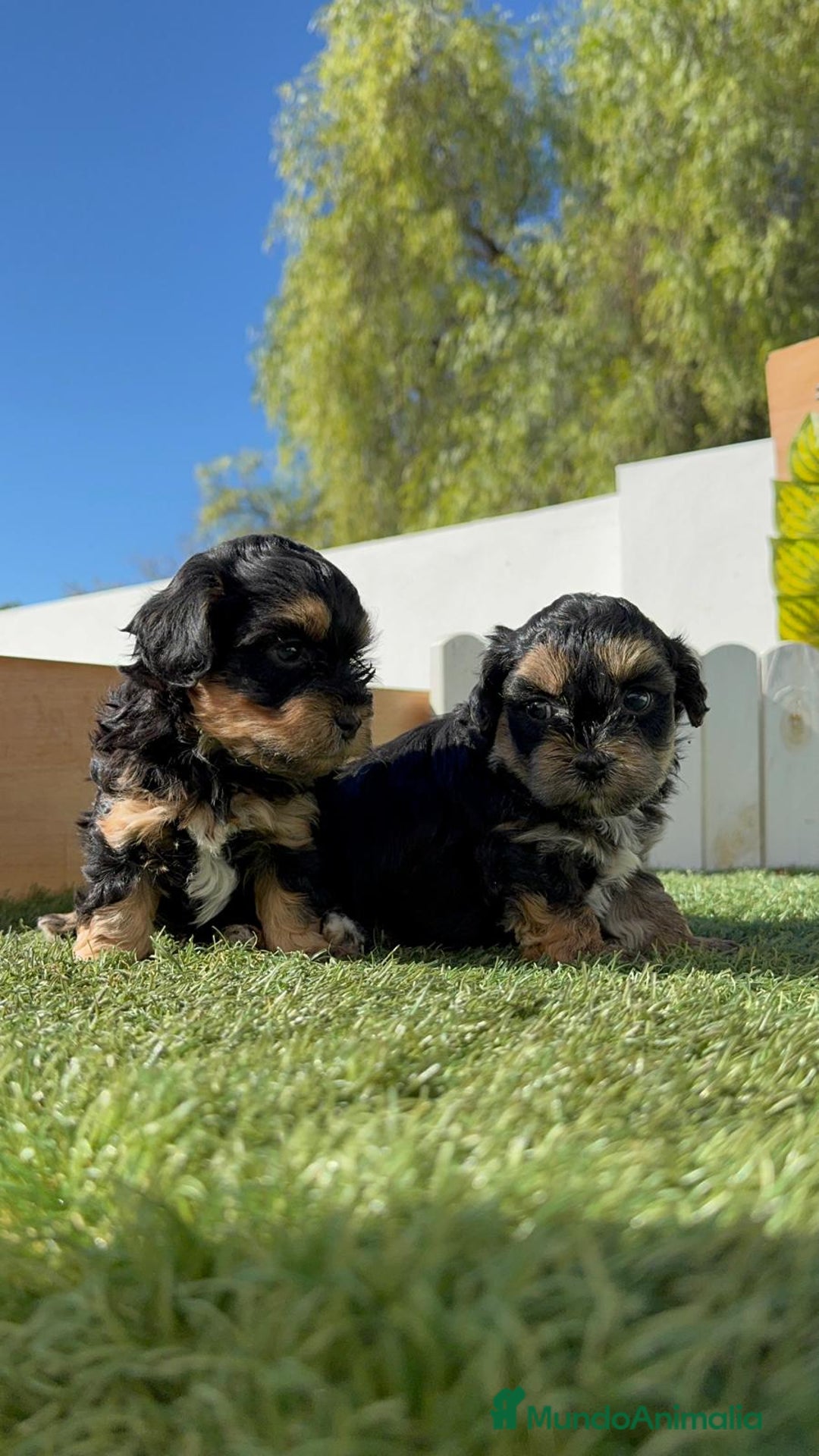 Raza Mixta perros en venta: YORKIPOO - Imagen 16