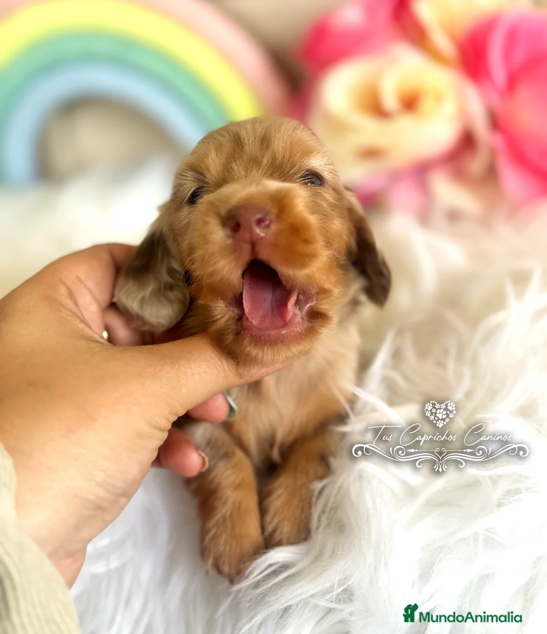 Teckel perros en venta: TUS CAPRICHOS CANINOS /// TECKEL DE PELO LARGO  en Cantabria - Anuncio 5