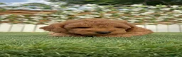Caniche Toy perros en venta: CANICHE-LISTO PARA ENTREGAR - Anuncio 7