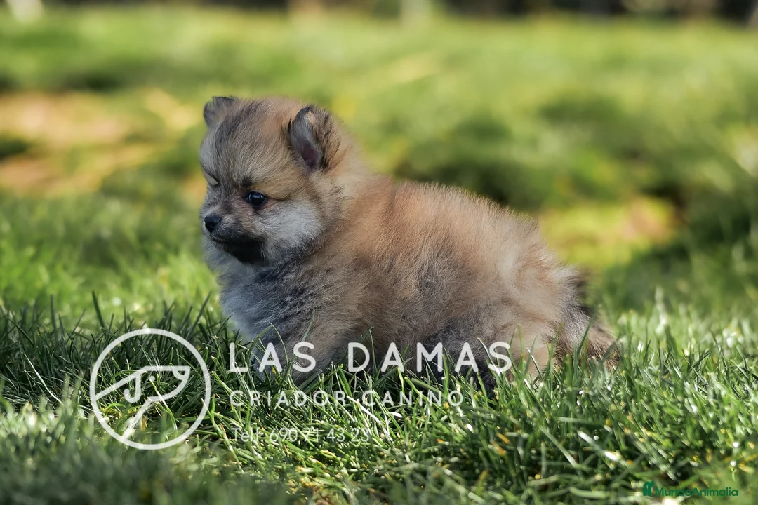 Pomerania perros en venta: Pomeranias disponibles - Anuncio 2