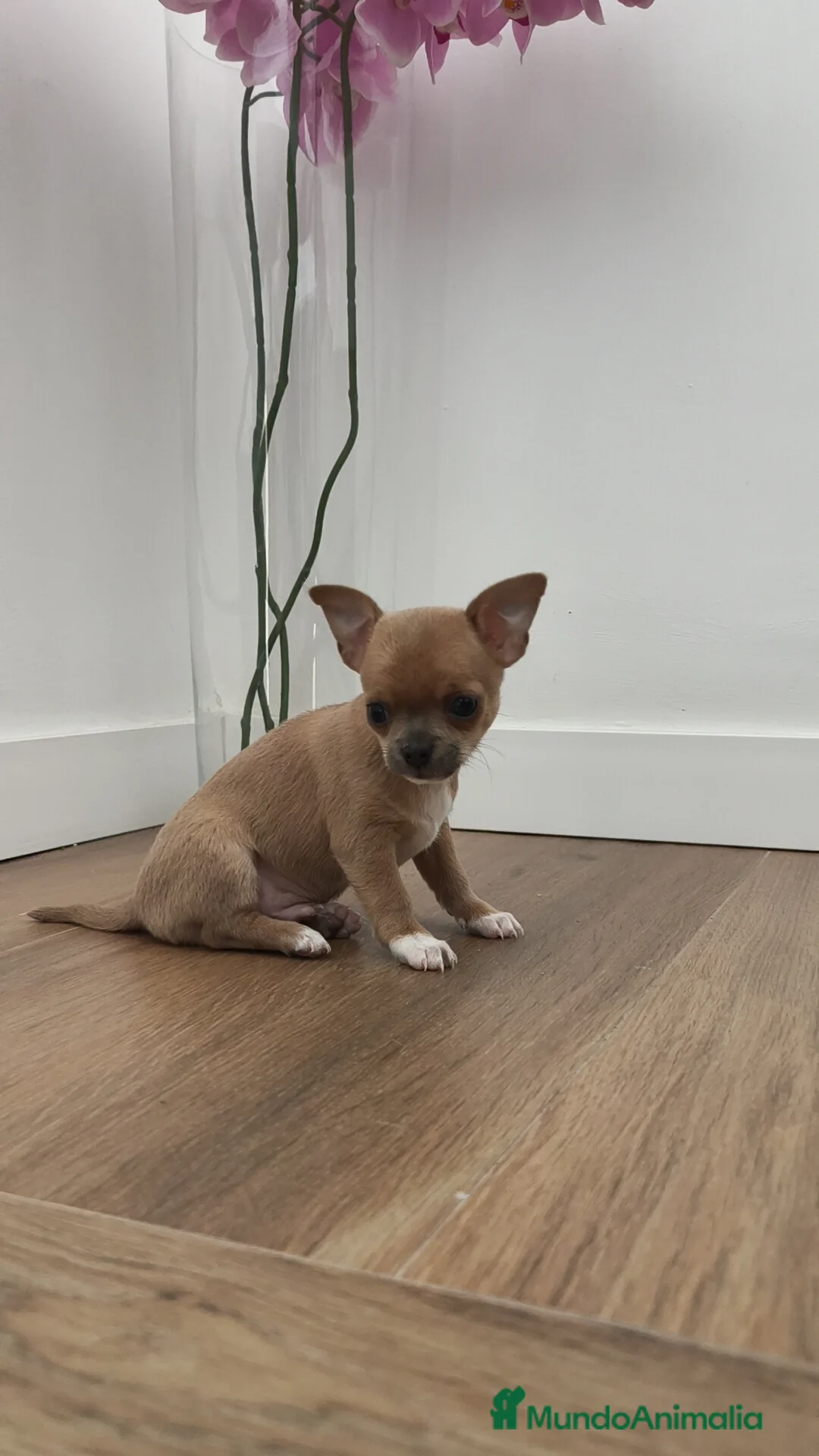 Chihuahua perros en venta: Chihuahua Toy ♂️ - Anuncio 8