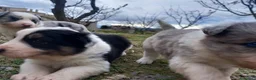 Border Collie perros en venta: Border collie blue merle y tricolor  - Anuncio 5