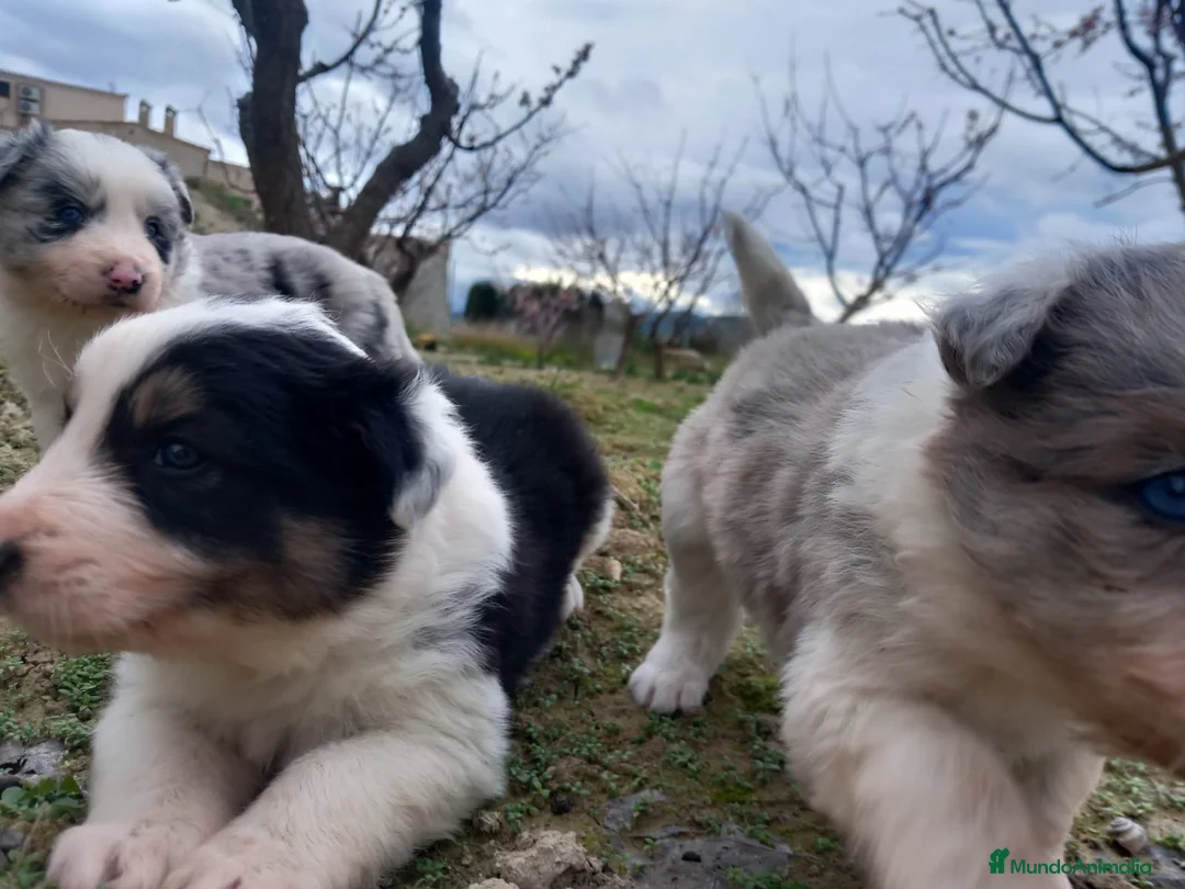 Border Collie perros en venta: Border collie blue merle y tricolor  - Anuncio 5