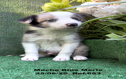 Border Collie perros en venta: BORDER COLLIE DE VILLA BIZNAGA - Imagen 29
