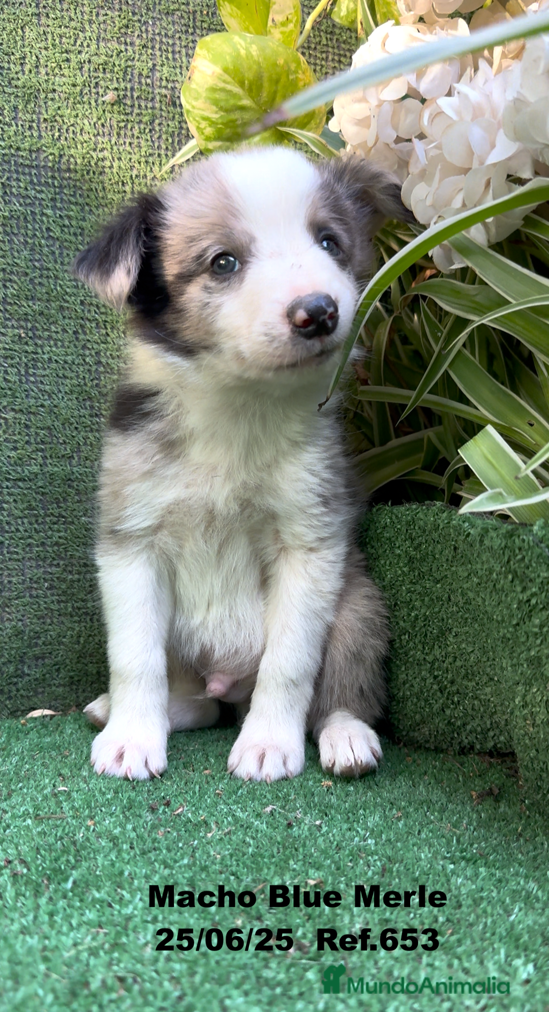 Border Collie perros en venta: BORDER COLLIE DE VILLA BIZNAGA - Imagen 29