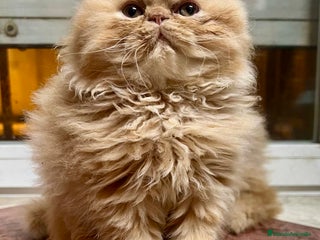 Persa gatos Preciosos gatitos criados a casa - Anuncio 8