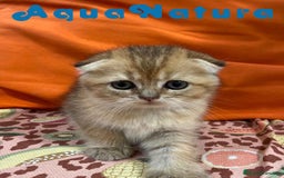 Scottish Fold gatos en venta: Scottish Fold Hembra 6419 AQUANATURA - Imagen 3