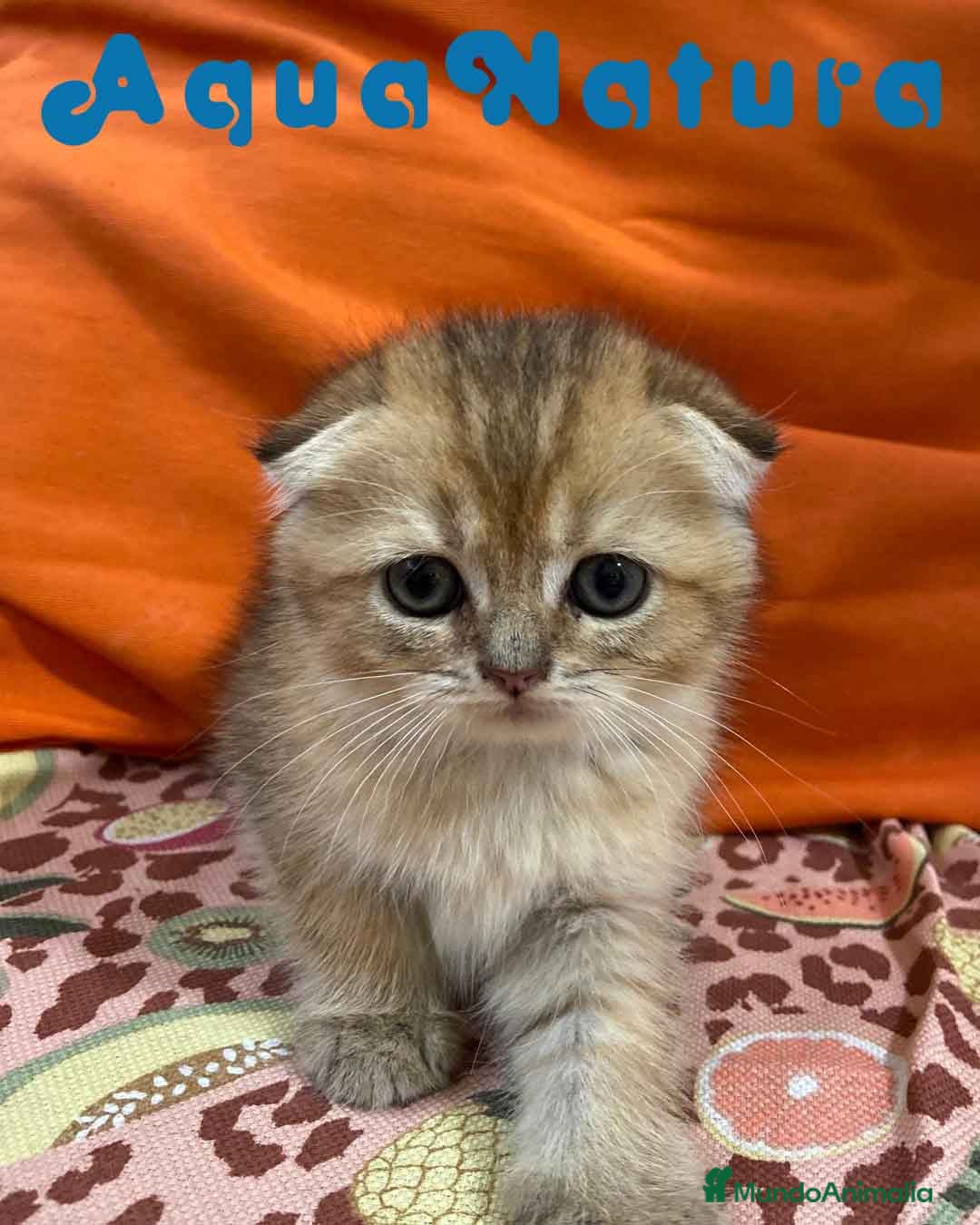 Scottish Fold gatos en venta: Scottish Fold Hembra 6419 AQUANATURA - Imagen 3