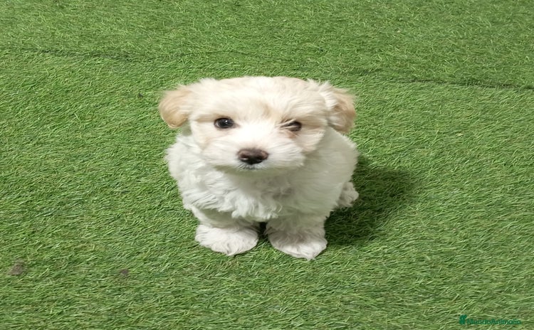 Maltipoo perros - Propaganda 3