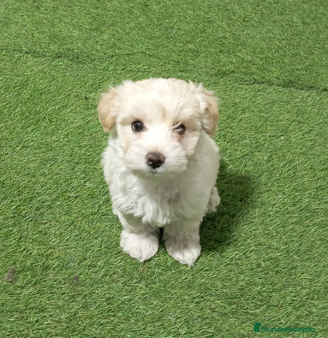 Maltipoo perros en venta: MALTIPOO - Imagen 1