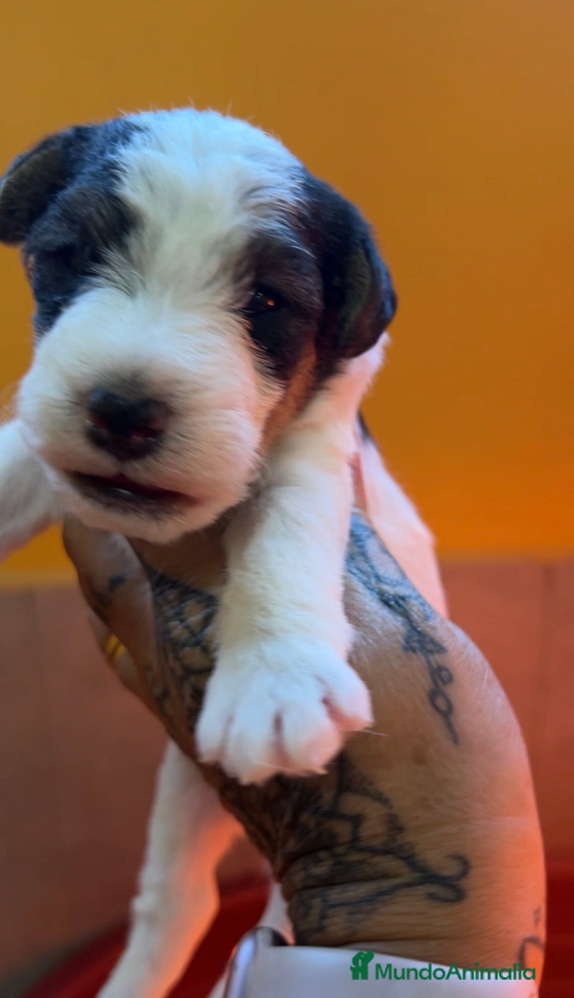 Fox Terrier de Pelo Duro perros Fox Terrier pelo duro  - Anuncio 2