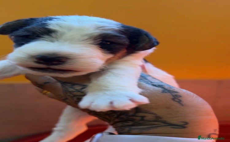 Fox Terrier de Pelo Duro perros - Anuncio 2