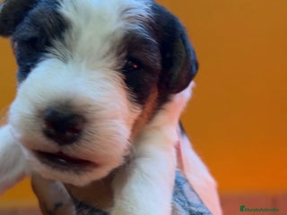 Fox Terrier de Pelo Duro perros - Anuncio 5