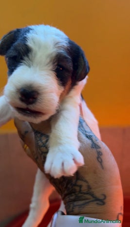 Fox Terrier de Pelo Duro perros - Anuncio 1