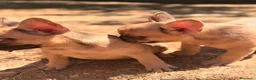 Bulldog Francés perros en venta: BULLDOG FRANCÉS FAWN DISPONIBLES - Anuncio 8